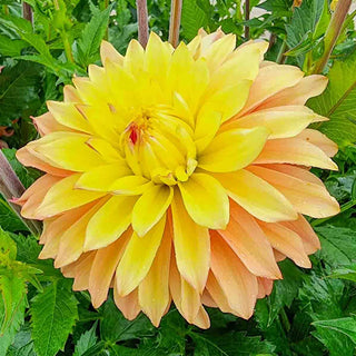 Decorative Dahlia Blushing Lady