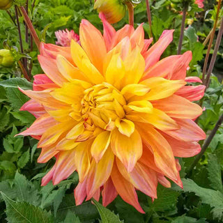 Decorative Dahlia Blushing Lady