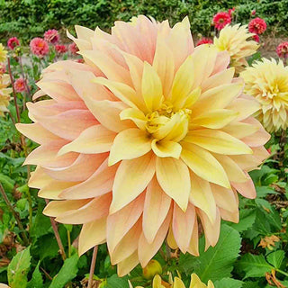 Decorative Dahlia Blushing Lady