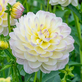 Decorative Dahlia Sandia Serenity