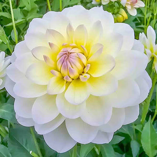 Decorative Dahlia Sandia Serenity