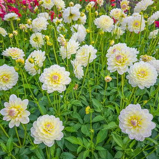 Decorative Dahlia Sandia Serenity