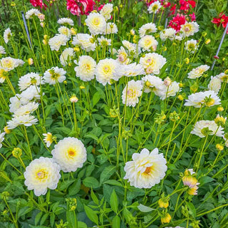 Decorative Dahlia Sandia Serenity