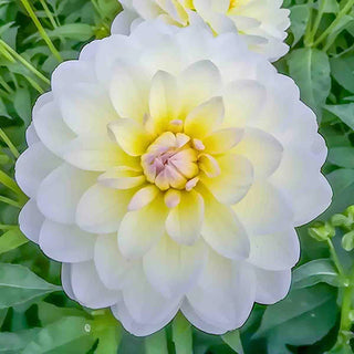 Decorative Dahlia Sandia Serenity