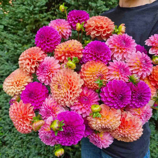 Peach Keen Dahlia Blend
