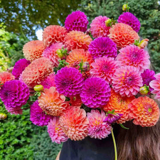 Peach Keen Dahlia Blend