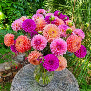 Peach Keen Dahlia Blend