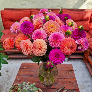 Peach Keen Dahlia Blend