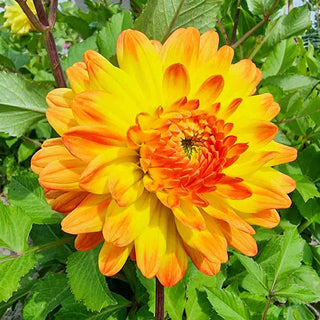 Decorative Dahlia Vectra