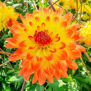 Decorative Dahlia Vectra