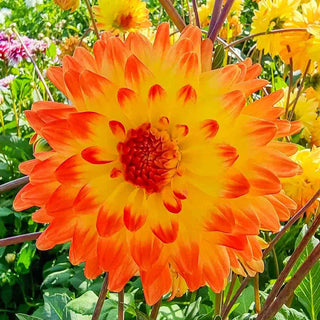 Decorative Dahlia Vectra