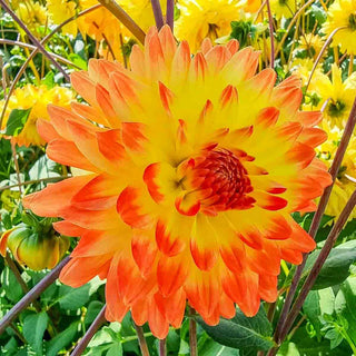Decorative Dahlia Vectra