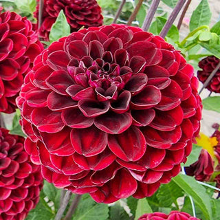 Ball Dahlia Dark Spirit