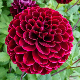 Ball Dahlia Dark Spirit