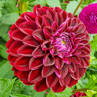 Ball Dahlia Dark Spirit