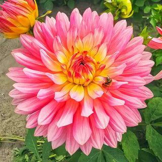 Decorative Dahlia Extase