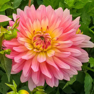 Decorative Dahlia Extase