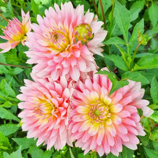 Decorative Dahlia Extase