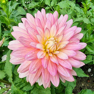 Decorative Dahlia Extase