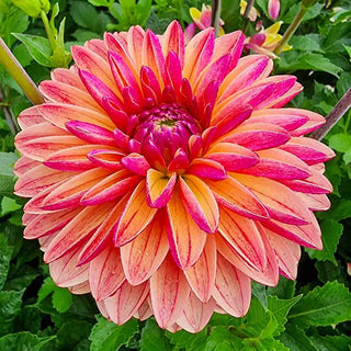 Decorative Dahlia Madame Antoinette