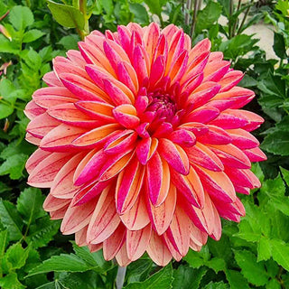 Decorative Dahlia Madame Antoinette