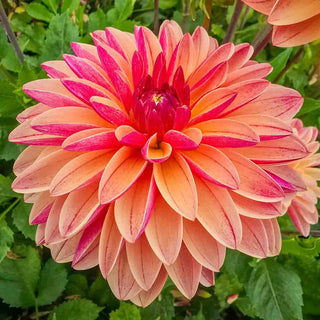 Decorative Dahlia Madame Antoinette