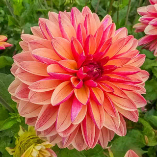Decorative Dahlia Madame Antoinette