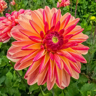 Decorative Dahlia Madame Antoinette