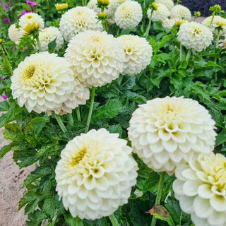 Decorative Dahlia Popcorn