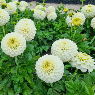 Decorative Dahlia Popcorn