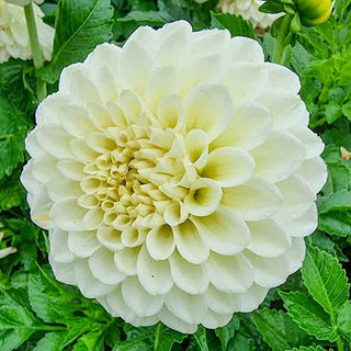 Decorative Dahlia Popcorn