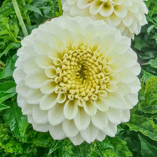 Decorative Dahlia Popcorn