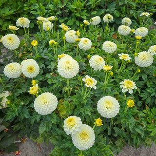 Decorative Dahlia Popcorn