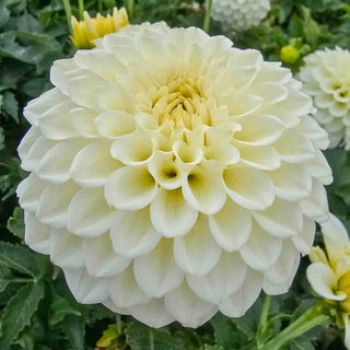 Decorative Dahlia Popcorn