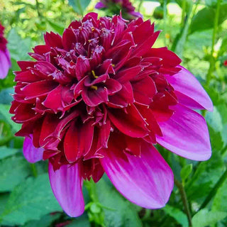 Powder-Puff Dahlia Poodle Skirt