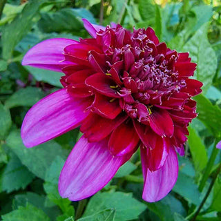 Powder-Puff Dahlia Poodle Skirt