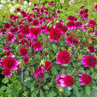 Powder-Puff Dahlia Poodle Skirt
