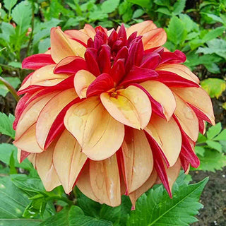Decorative Dahlia Crème de Cognac