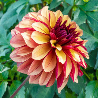Decorative Dahlia Crème de Cognac