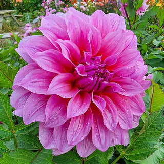 Dinnerplate Dahlia Arthur Hambley