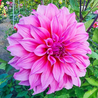 Dinnerplate Dahlia Arthur Hambley