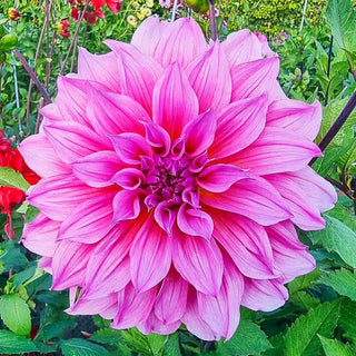 Dinnerplate Dahlia Arthur Hambley