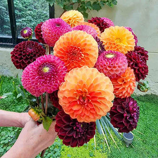 Drama Club Dahlia Blend