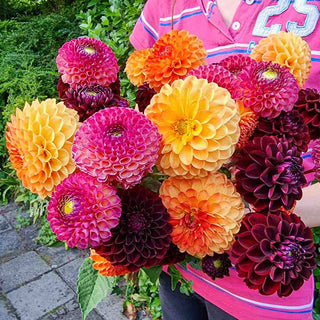 Drama Club Dahlia Blend