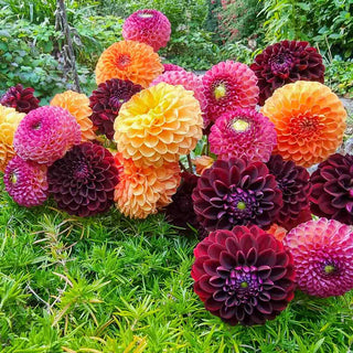 Drama Club Dahlia Blend