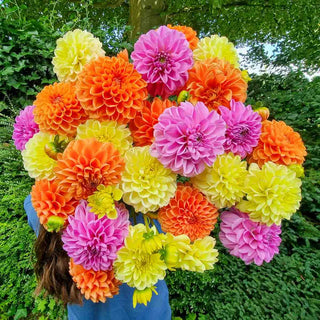 Tutti-Frutti Dahlia Blend