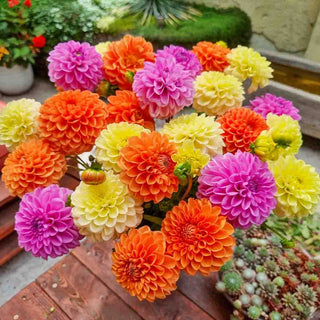 Tutti-Frutti Dahlia Blend