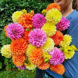 Tutti-Frutti Dahlia Blend