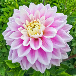 Decorative Dahlia Sweet Lucille