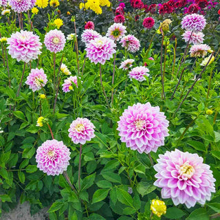 Decorative Dahlia Sweet Lucille